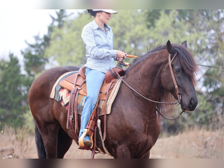 Fries paard Mix Ruin 5 Jaar 152 cm Zwart in Ripley