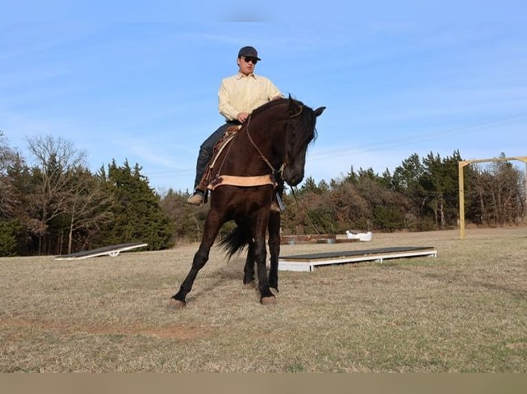 Fries paard Mix Ruin 5 Jaar 152 cm Zwart in Ripley