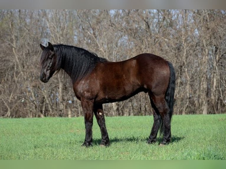 Fries paard Mix Ruin 5 Jaar 152 cm Zwart in Ripley
