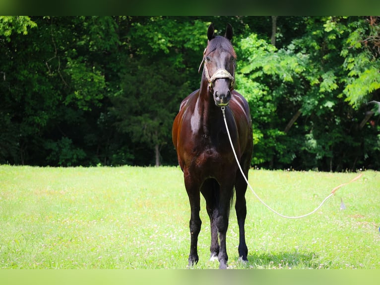 Fries paard Ruin 5 Jaar 152 cm Zwart in Flemingsburg KY