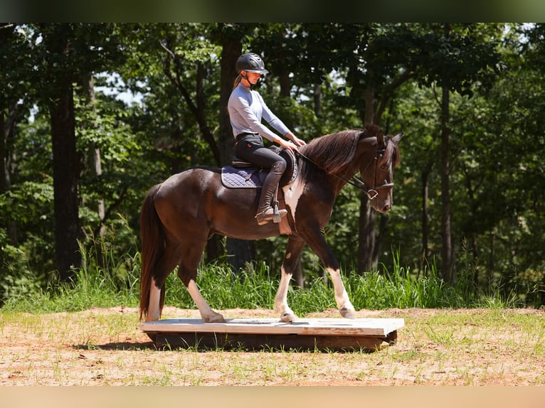 Fries paard Mix Ruin 5 Jaar 155 cm Gevlekt-paard in Clover