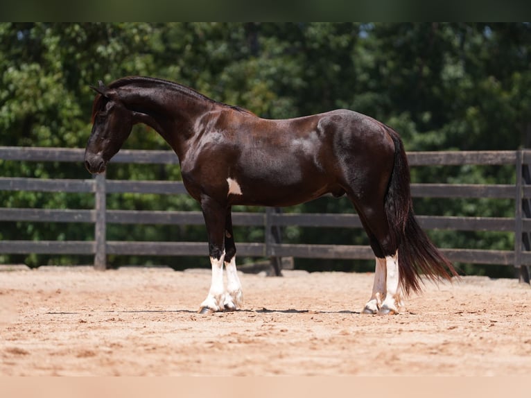 Fries paard Mix Ruin 5 Jaar 155 cm Gevlekt-paard in Clover