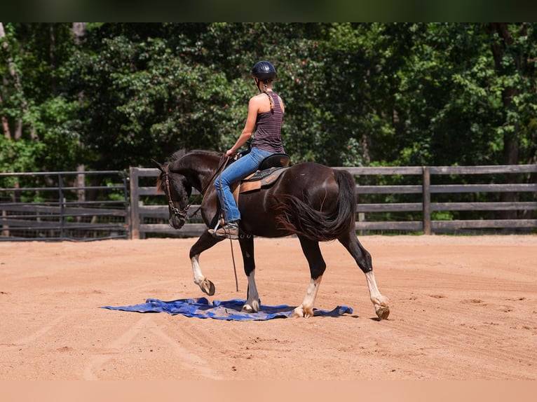 Fries paard Mix Ruin 5 Jaar 155 cm Gevlekt-paard in Clover