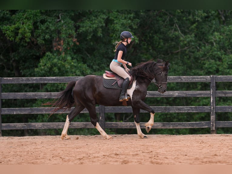 Fries paard Mix Ruin 5 Jaar 155 cm Gevlekt-paard in Clover
