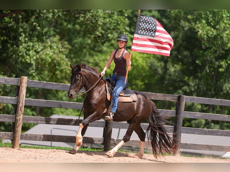 Fries paard Mix Ruin 5 Jaar 155 cm Gevlekt-paard in Clover