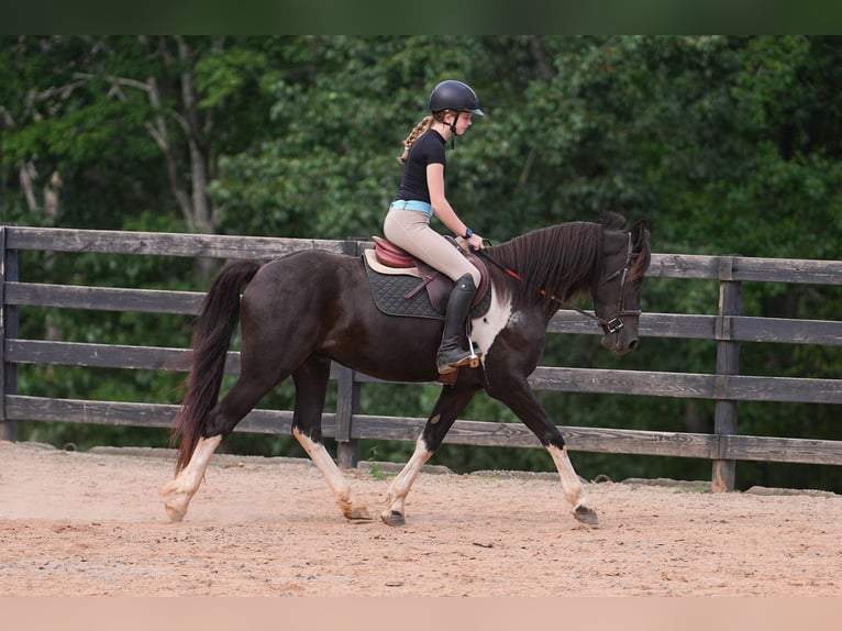 Fries paard Mix Ruin 5 Jaar 155 cm Gevlekt-paard in Clover