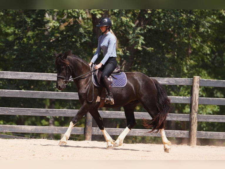 Fries paard Mix Ruin 5 Jaar 155 cm Gevlekt-paard in Clover
