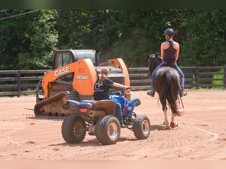 Fries paard Mix Ruin 5 Jaar 155 cm Gevlekt-paard in Clover