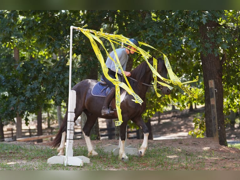 Fries paard Mix Ruin 5 Jaar 155 cm Gevlekt-paard in Clover