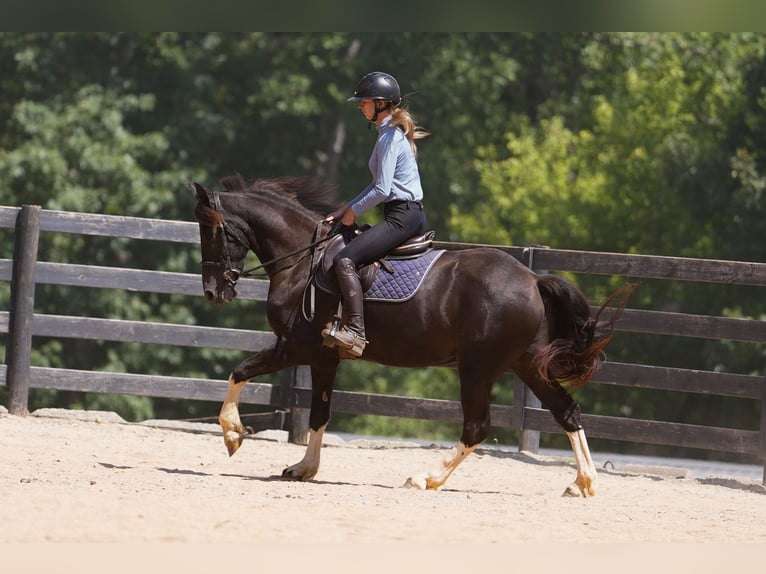 Fries paard Mix Ruin 5 Jaar 155 cm Gevlekt-paard in Clover