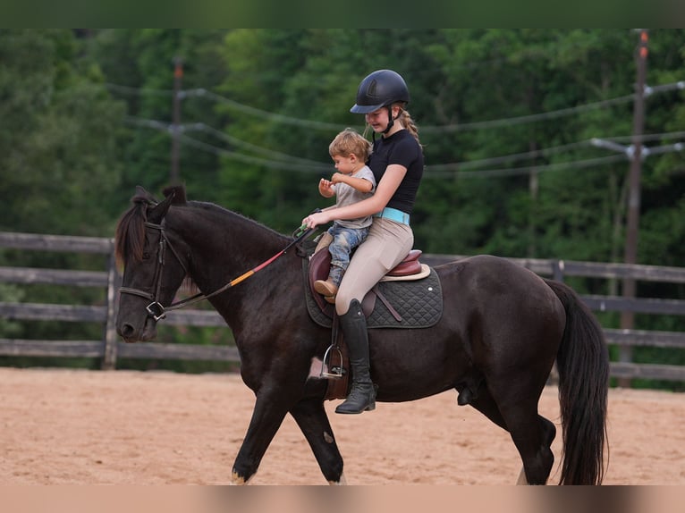 Fries paard Mix Ruin 5 Jaar 155 cm Gevlekt-paard in Clover