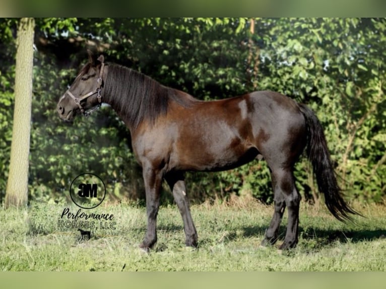 Fries paard Ruin 5 Jaar 155 cm Zwart in Albion