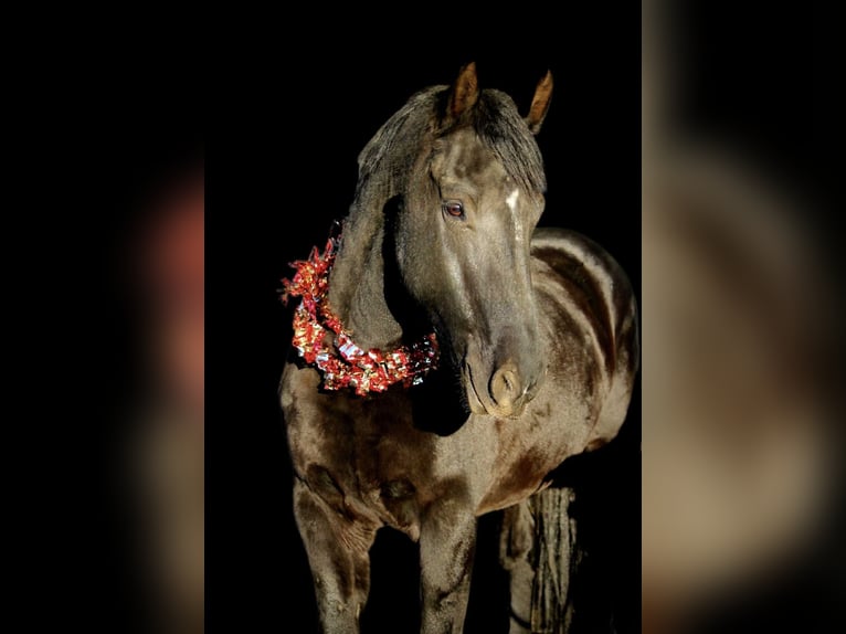 Fries paard Ruin 5 Jaar 155 cm Zwart in Marana