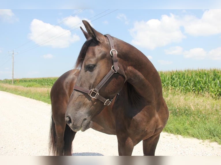 Fries paard Mix Ruin 5 Jaar 155 cm Zwart in Cambridge, IA