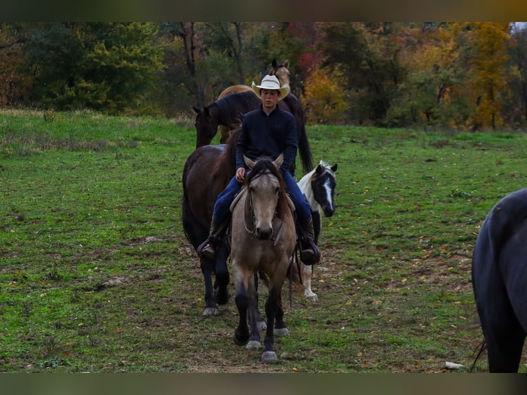 Fries paard Mix Ruin 5 Jaar 157 cm Buckskin in Sugarcreek