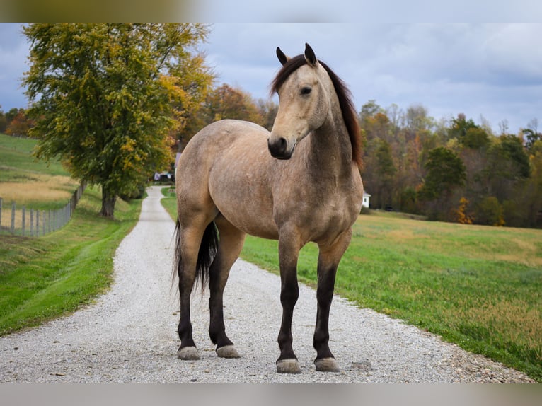 Fries paard Mix Ruin 5 Jaar 157 cm Buckskin in Sugarcreek