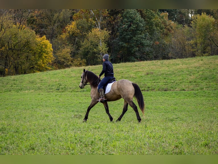 Fries paard Mix Ruin 5 Jaar 157 cm Buckskin in Sugarcreek