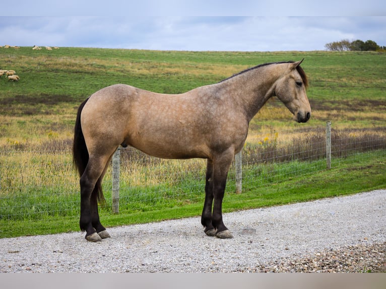 Fries paard Mix Ruin 5 Jaar 157 cm Buckskin in Sugarcreek