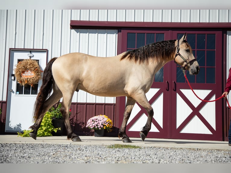 Fries paard Ruin 5 Jaar 157 cm Buckskin in Hopkinsville