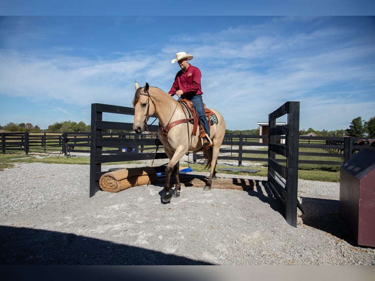 Fries paard Ruin 5 Jaar 157 cm Buckskin in Hopkinsville