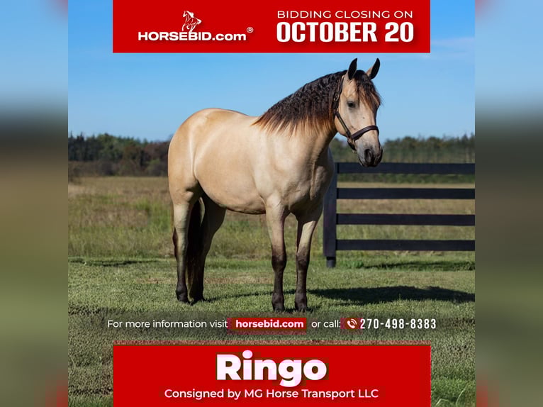 Fries paard Ruin 5 Jaar 157 cm Buckskin in Hopkinsville