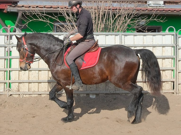 Fries paard Mix Ruin 5 Jaar 157 cm Donkerbruin in Buttstädt