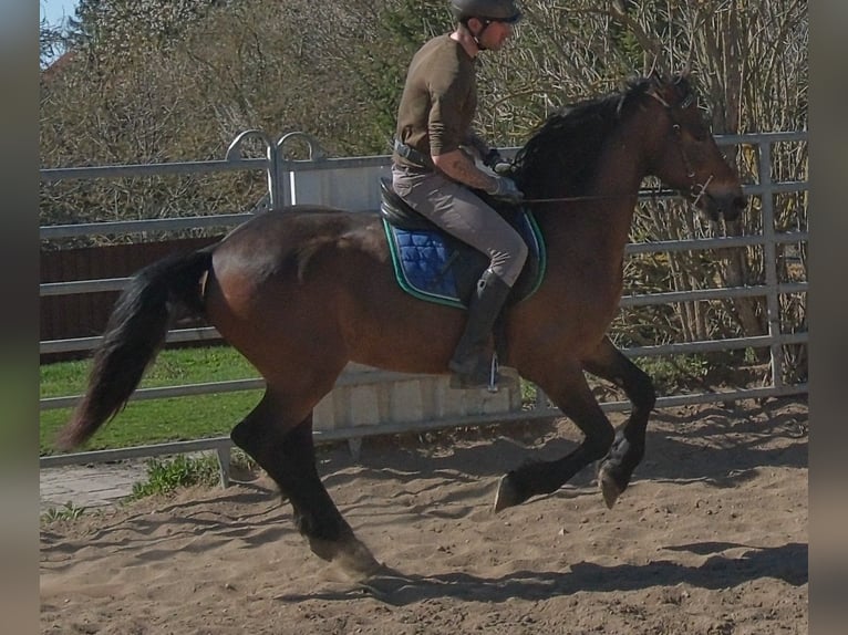 Fries paard Mix Ruin 5 Jaar 157 cm Donkerbruin in Buttstädt
