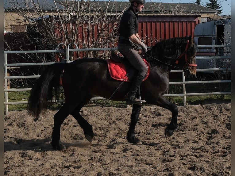 Fries paard Mix Ruin 5 Jaar 157 cm Donkerbruin in Buttstädt