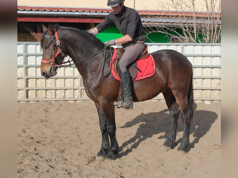 Fries paard Mix Ruin 5 Jaar 157 cm Donkerbruin in Buttstädt