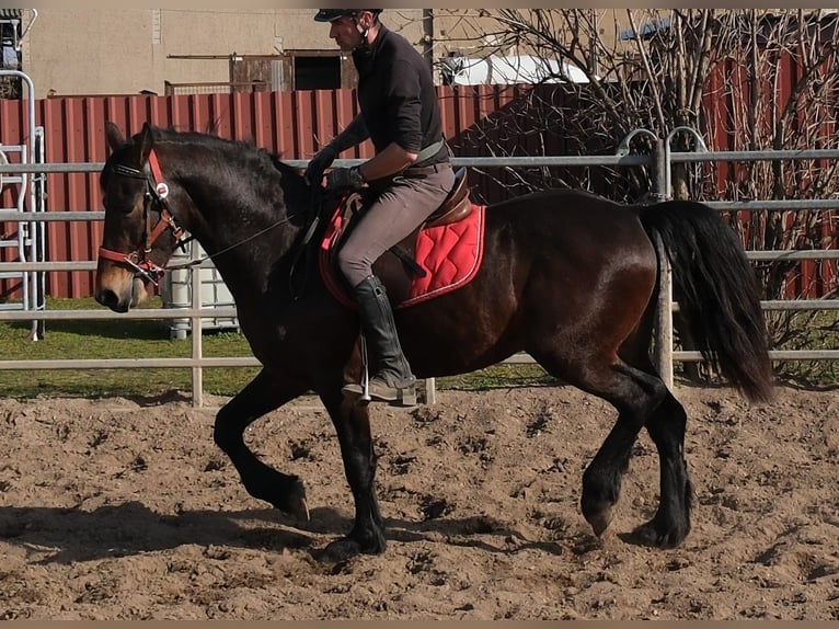 Fries paard Mix Ruin 5 Jaar 157 cm Donkerbruin in Buttstädt
