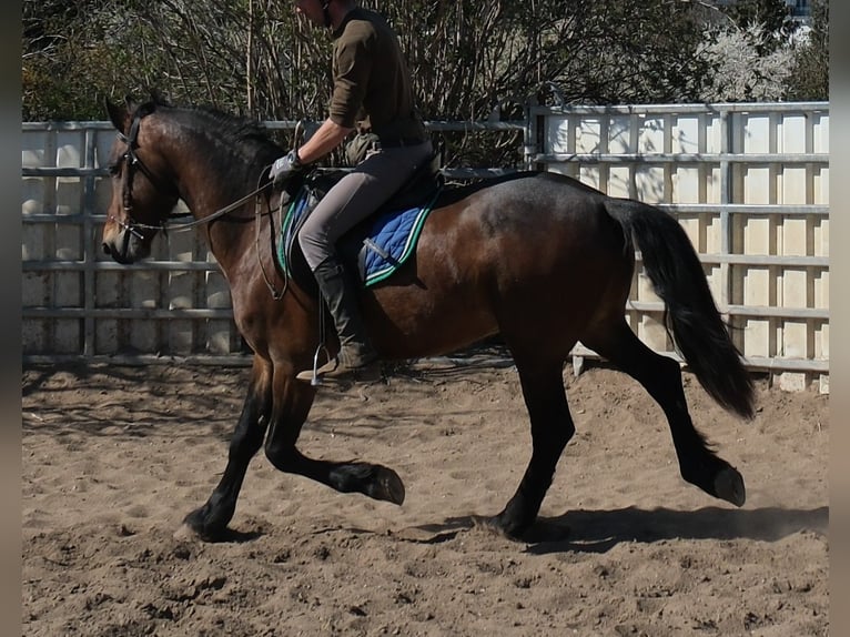 Fries paard Mix Ruin 5 Jaar 157 cm Donkerbruin in Buttstädt