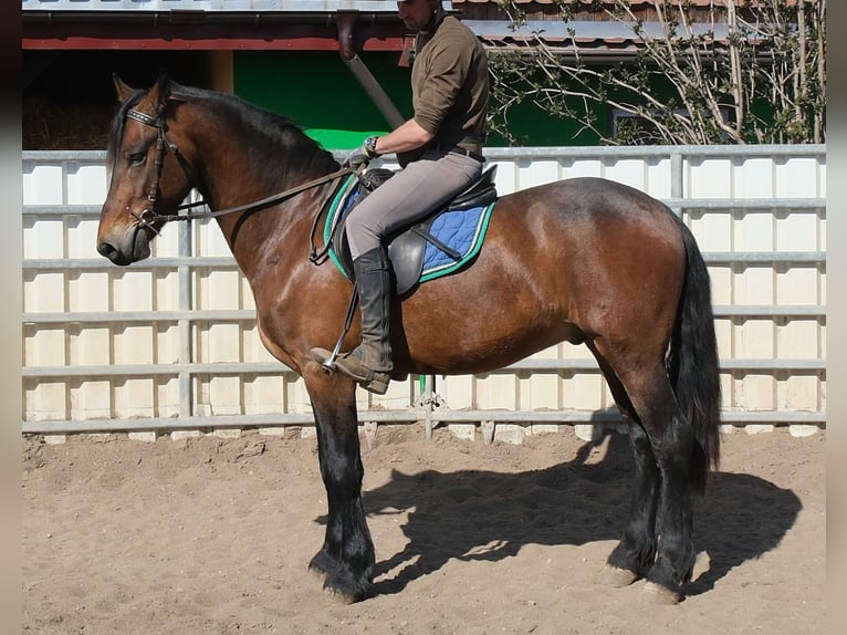 Fries paard Mix Ruin 5 Jaar 157 cm Donkerbruin in Buttstädt