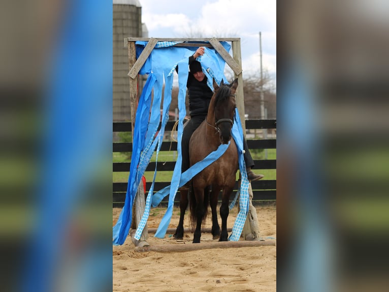 Fries paard Mix Ruin 5 Jaar 157 cm Grullo in Shipshewana