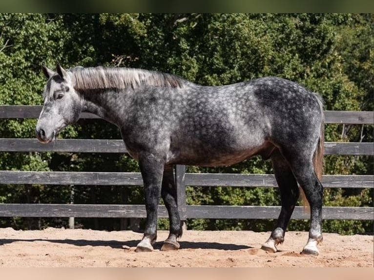 Fries paard Mix Ruin 5 Jaar 157 cm Schimmel in Clover Fries paard Mix Ruin 5 Jaar 157 cm Schimmel in Clover