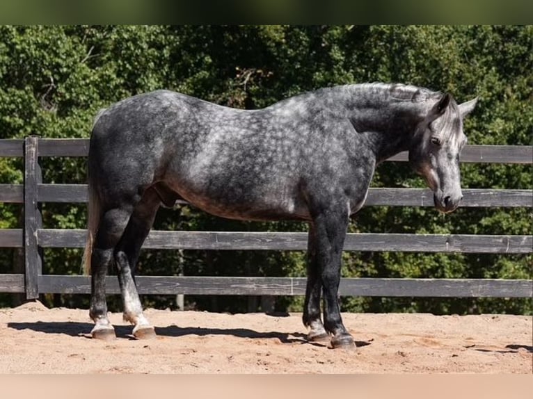 Fries paard Mix Ruin 5 Jaar 157 cm Schimmel in Clover Fries paard Mix Ruin 5 Jaar 157 cm Schimmel in Clover