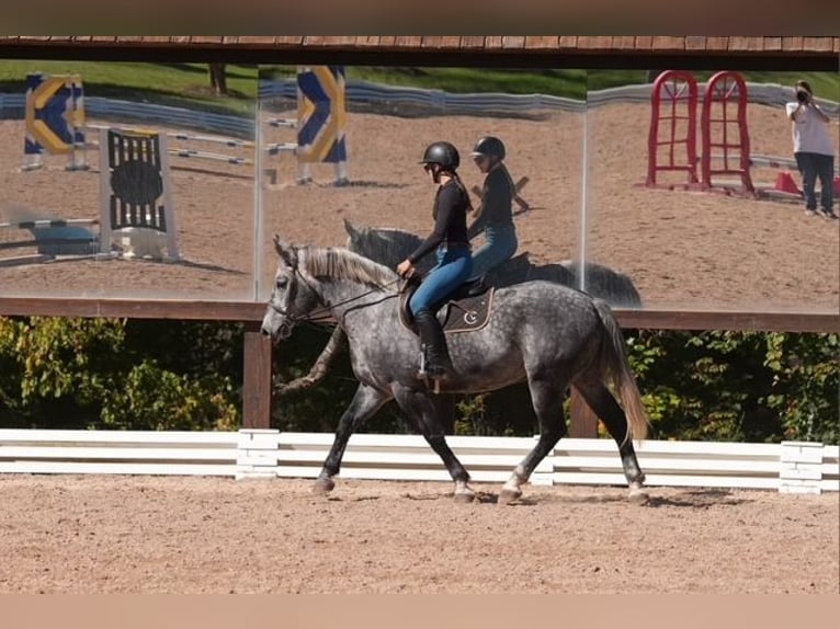 Fries paard Mix Ruin 5 Jaar 157 cm Schimmel in Clover Fries paard Mix Ruin 5 Jaar 157 cm Schimmel in Clover