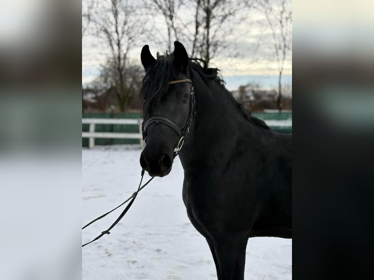 Fries paard Ruin 5 Jaar 157 cm Zwart in Burgerland