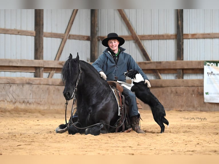 Fries paard Ruin 5 Jaar 157 cm Zwart in Oelwein