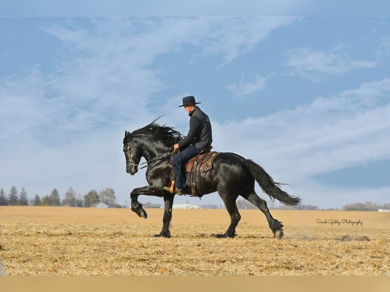 Fries paard Ruin 5 Jaar 157 cm Zwart in Oelwein