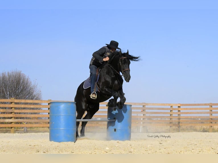 Fries paard Ruin 5 Jaar 157 cm Zwart in Oelwein