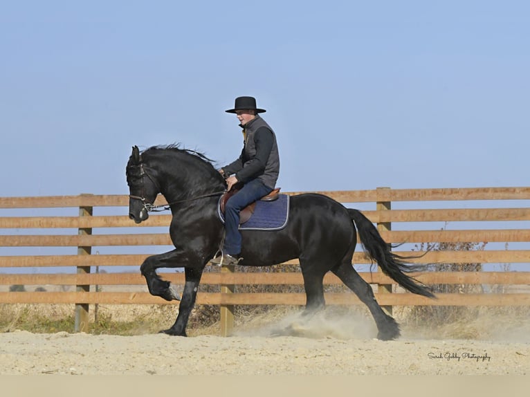 Fries paard Ruin 5 Jaar 157 cm Zwart in Oelwein