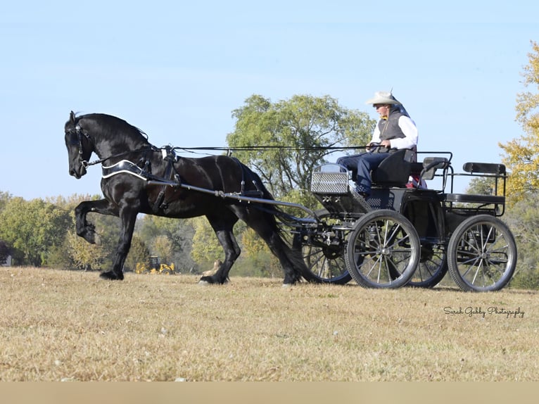 Fries paard Ruin 5 Jaar 157 cm Zwart in Oelwein