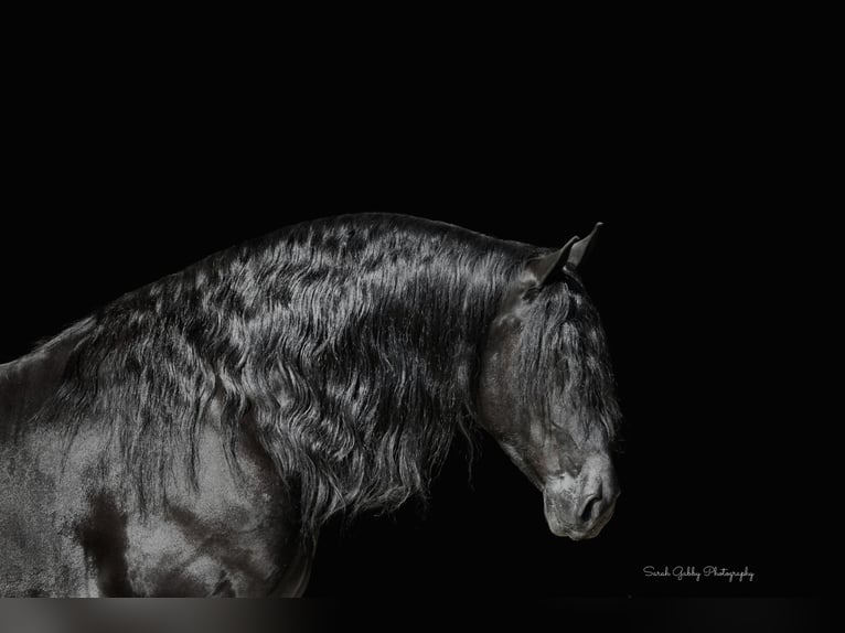 Fries paard Ruin 5 Jaar 157 cm Zwart in Oelwein