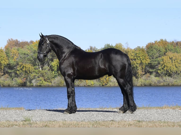 Fries paard Ruin 5 Jaar 157 cm Zwart in Oelwein