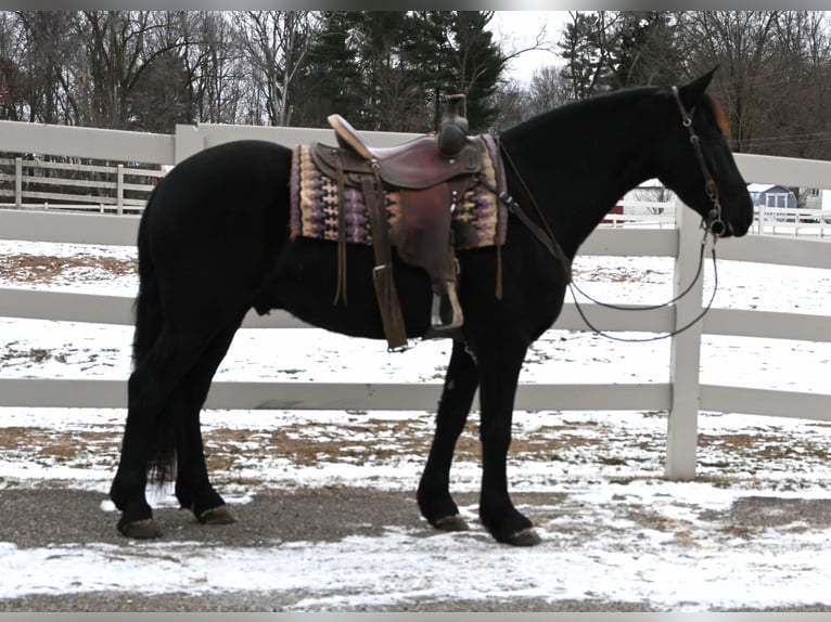 Fries paard Mix Ruin 5 Jaar 157 cm Zwart in Sturgis, MI