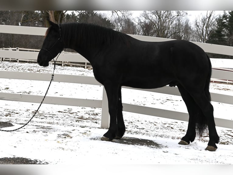 Fries paard Mix Ruin 5 Jaar 157 cm Zwart in Sturgis, MI