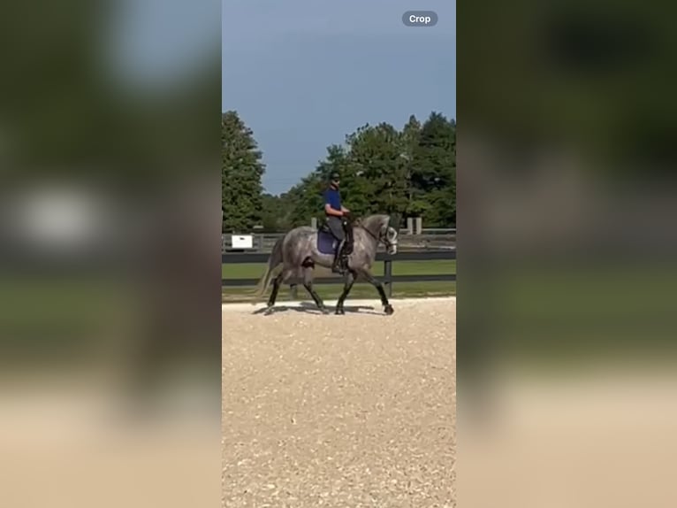 Fries paard Ruin 5 Jaar 158 cm Schimmel in Aiken