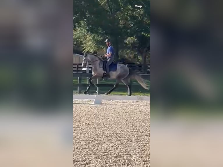 Fries paard Ruin 5 Jaar 158 cm Schimmel in Aiken