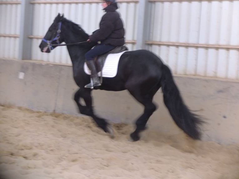 Fries paard Ruin 5 Jaar 158 cm Zwart in Buttstädt