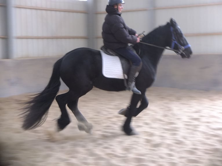 Fries paard Ruin 5 Jaar 158 cm Zwart in Buttstädt